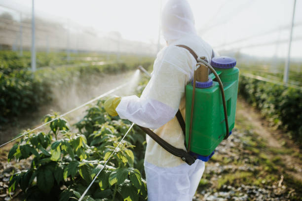 Wasp Removal Services in Hayward, WI